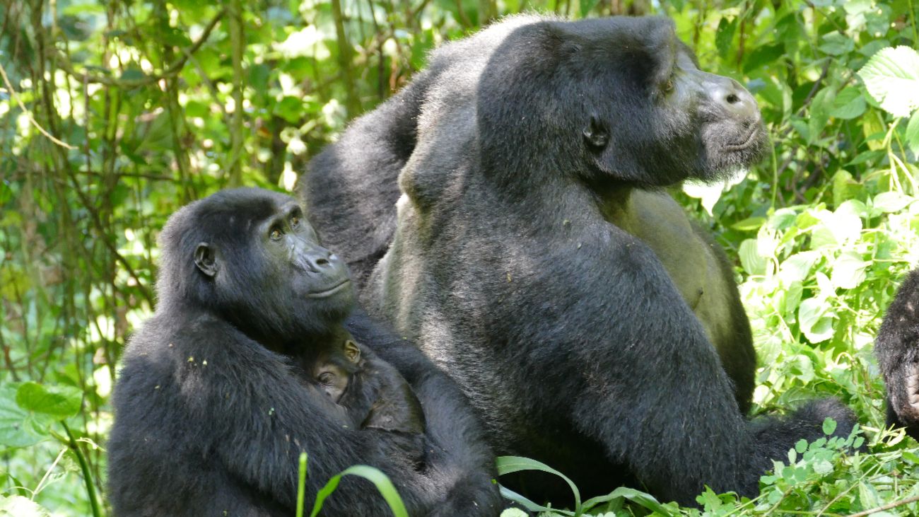 vrouwelijke en mannelijke gorilla