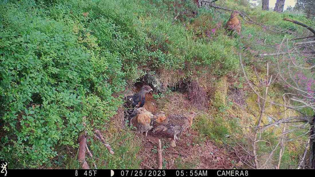 cameraval legt familie auerhoenen vast