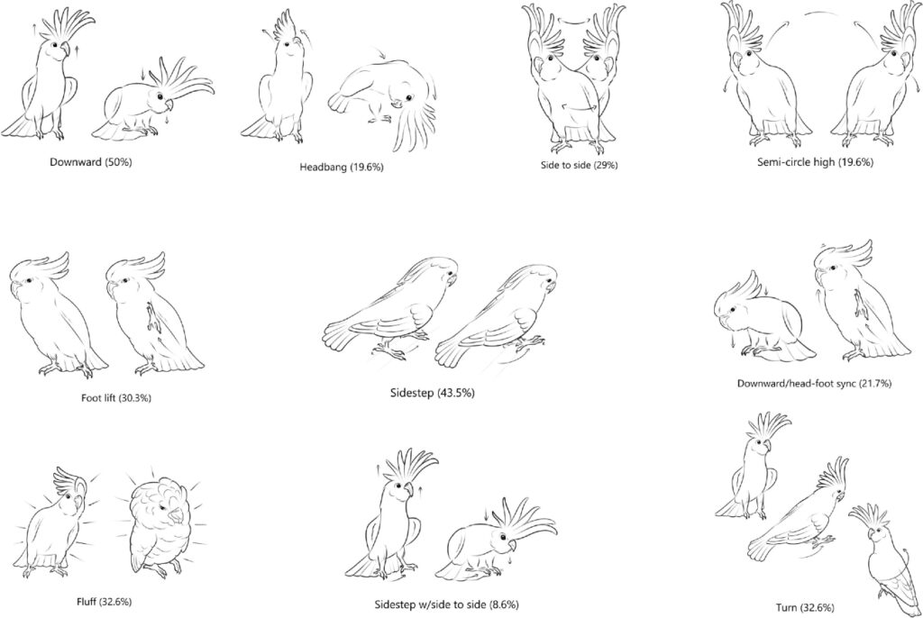 De 10 meest populaire dance moves onder kaketoes