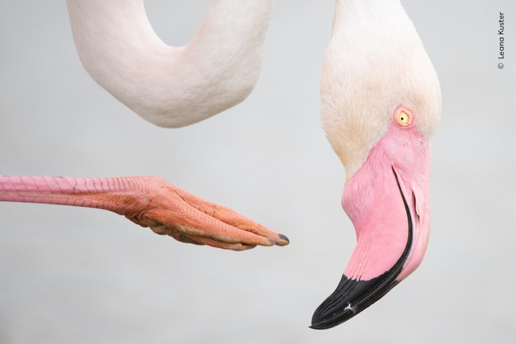 Op deze plaat kijken we naar een flamingo die net zijn kop wilde krabben met een van zijn lange poten.
