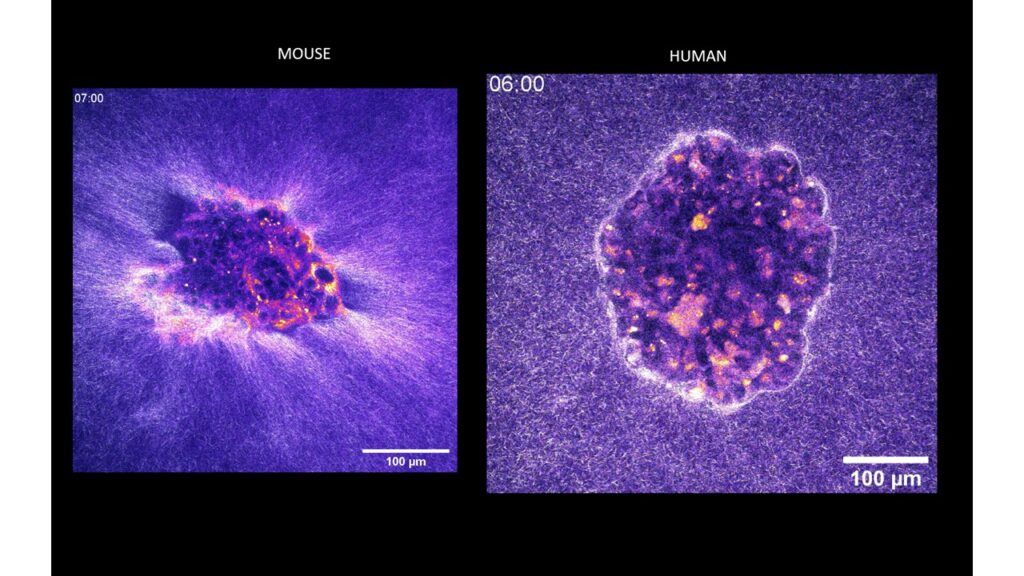 Microscopiefoto's van de innesteling van een muizen- (links) en een menselijke embryo (rechts)
