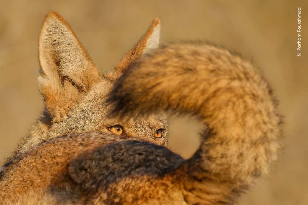 Ogen van coyote zijn precies te zien door de gekrulde staat van een andere coyote