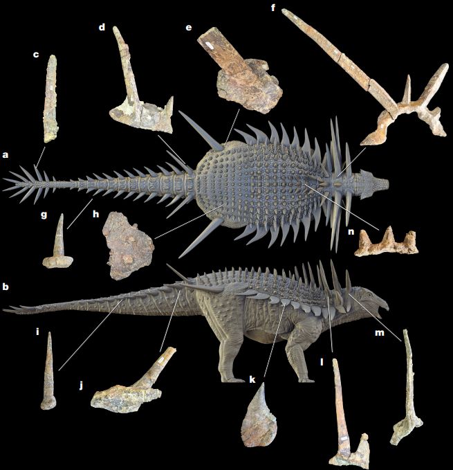 De mogelijke posities van een aantal pantserbotten die gevonden zijn van Spicomellus afer