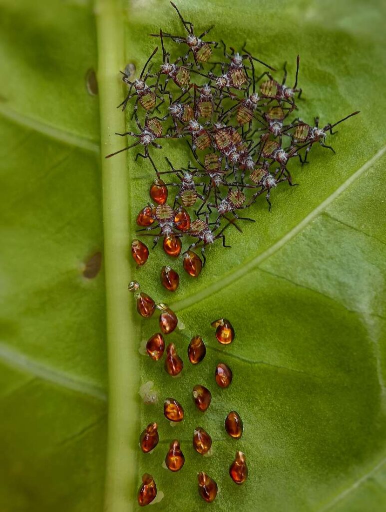 nimfen van wants onder een blad