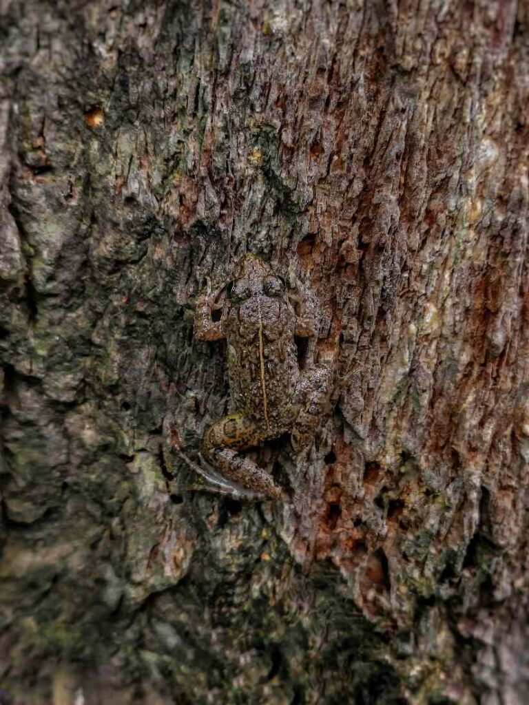 gecamoufleerde kikker op boom