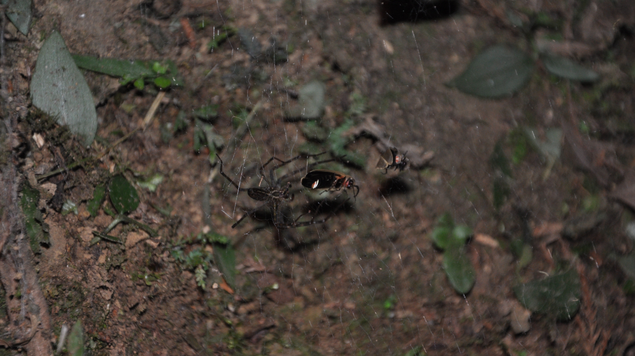 spin met vuurvliegjes in web