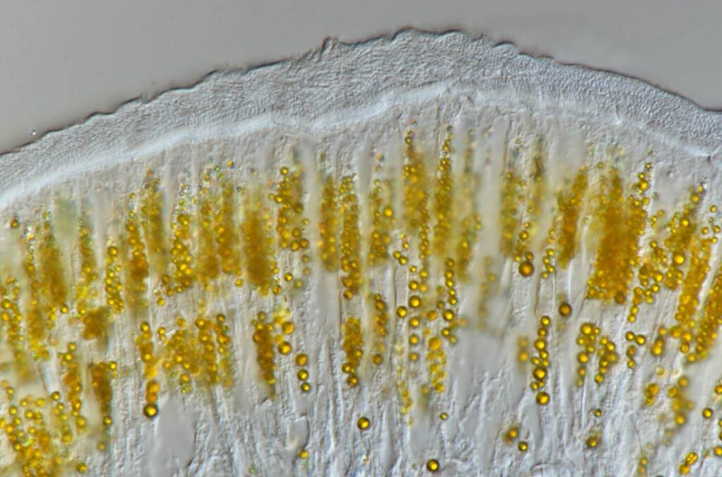 Microscopenfoto van de blaasjes met orpiment 