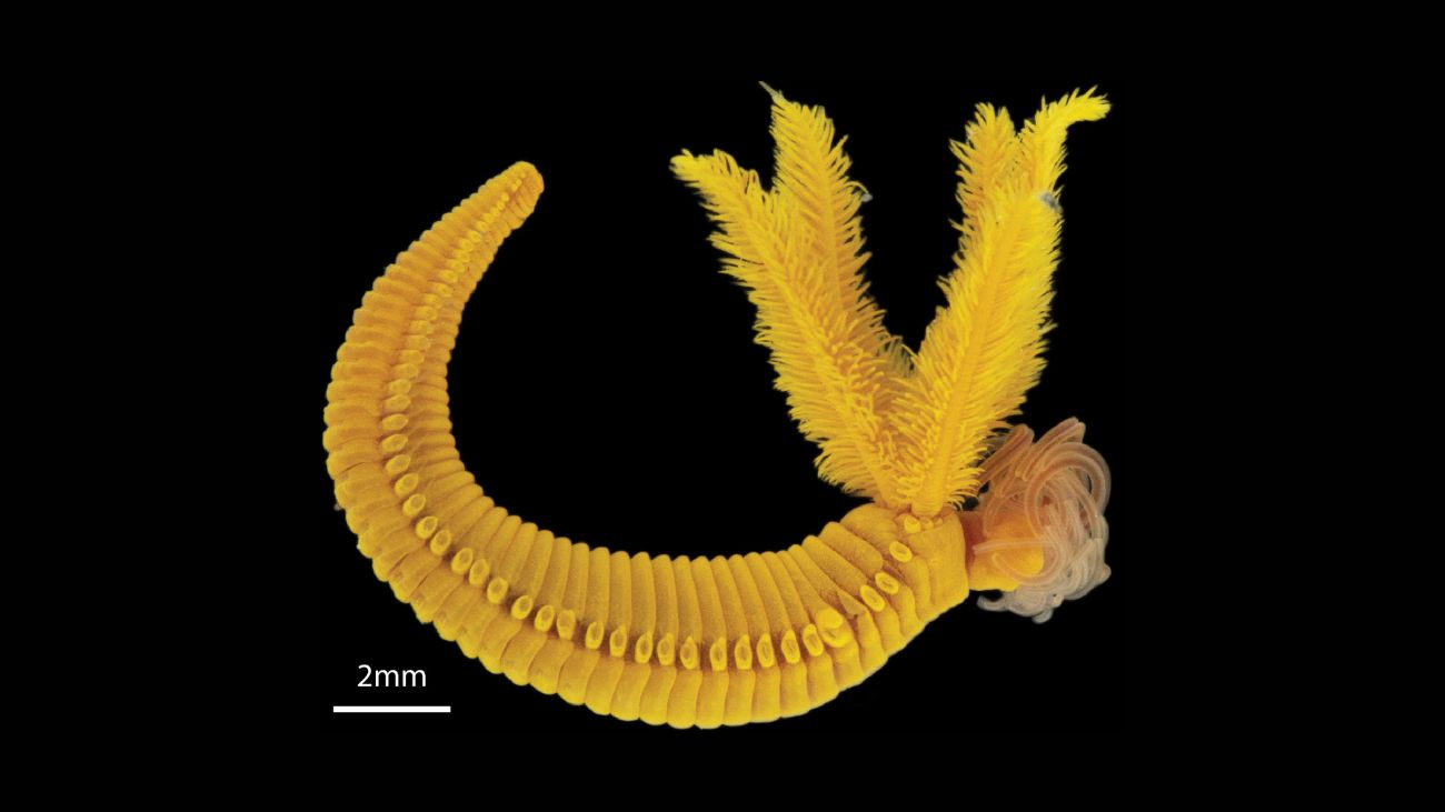 Een close-up van Paralvinella hessleri