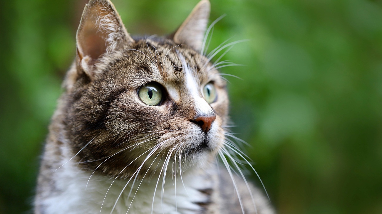 kat kijkt verward, heeft hij dementie?