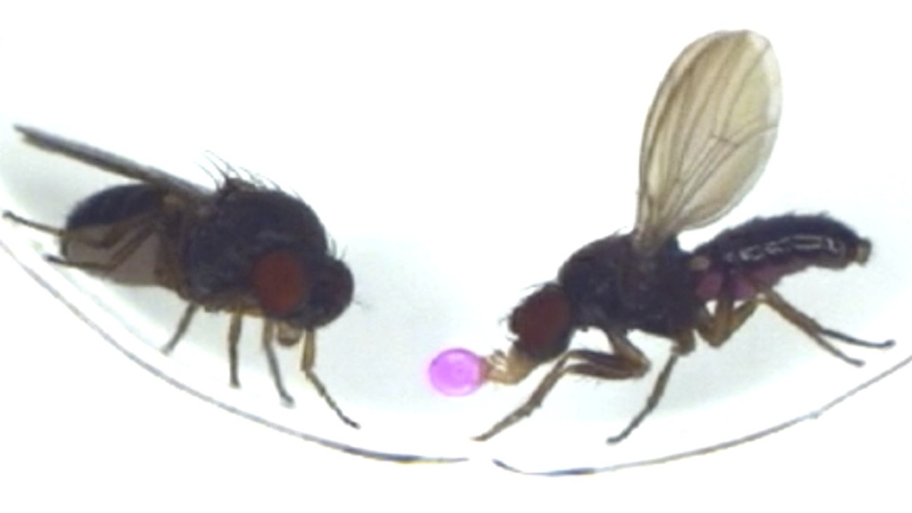 Een mannetjes fruitvlieg braakt voor een vrouwtje