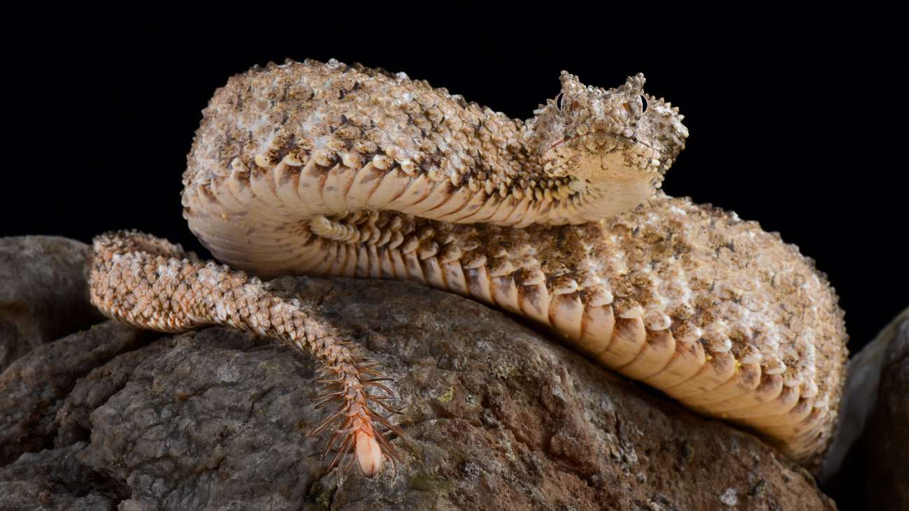 Picture Perfect: slang of spin?