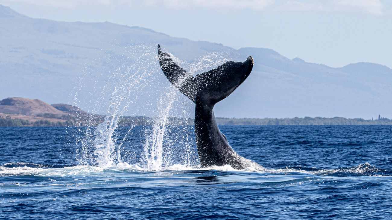 walvis in grote oceaan