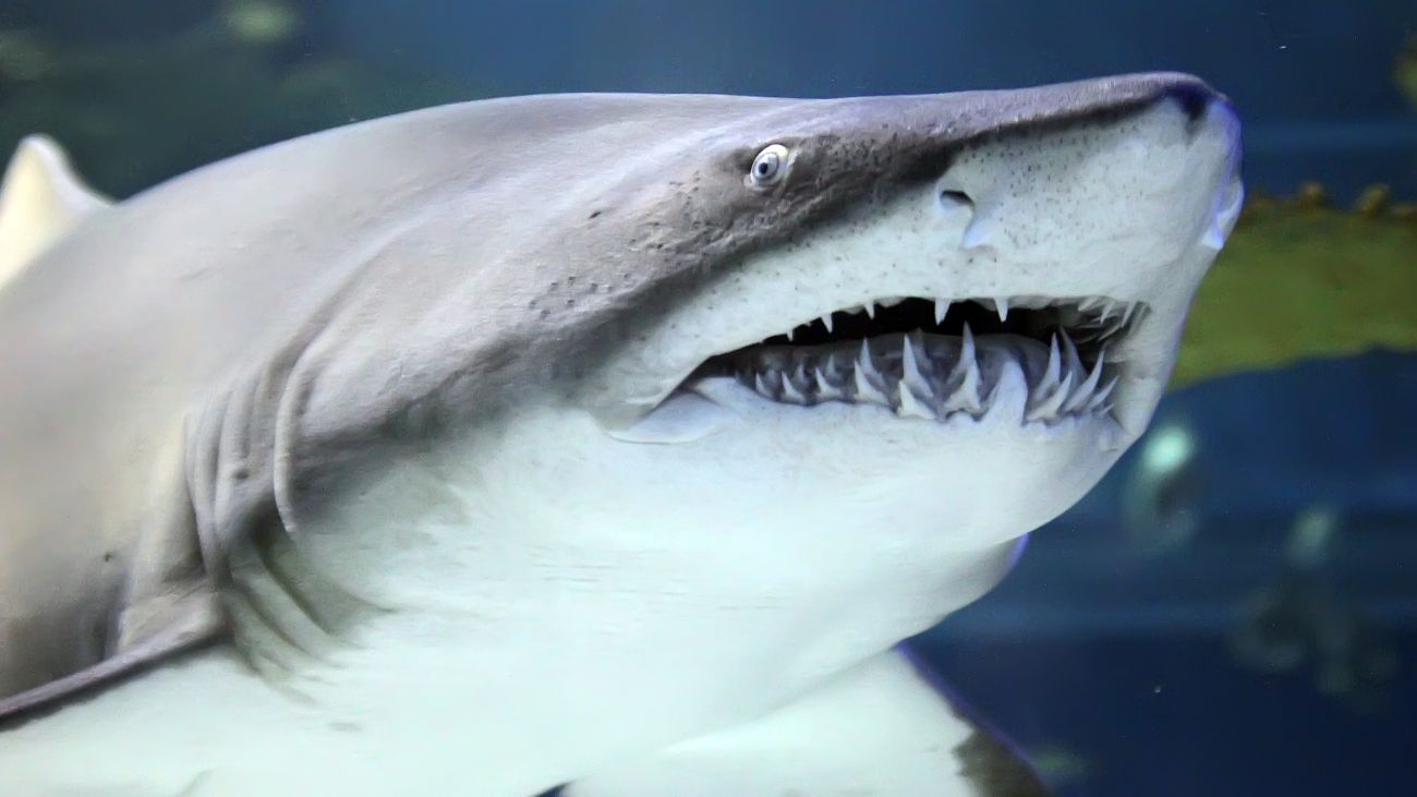 zwartpuntrifhaai met bek vol haaientanden