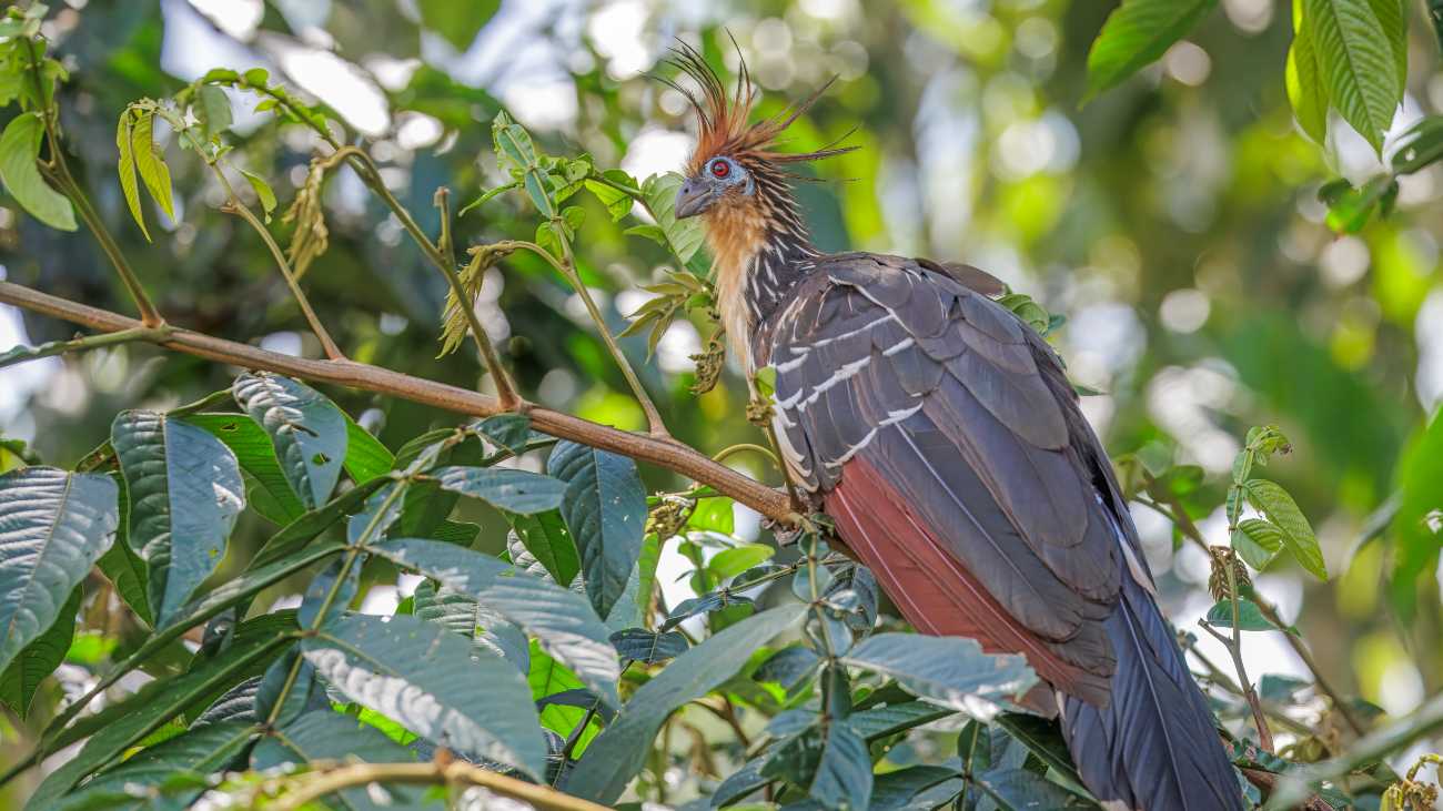 hoatzin stinkvogel in boom