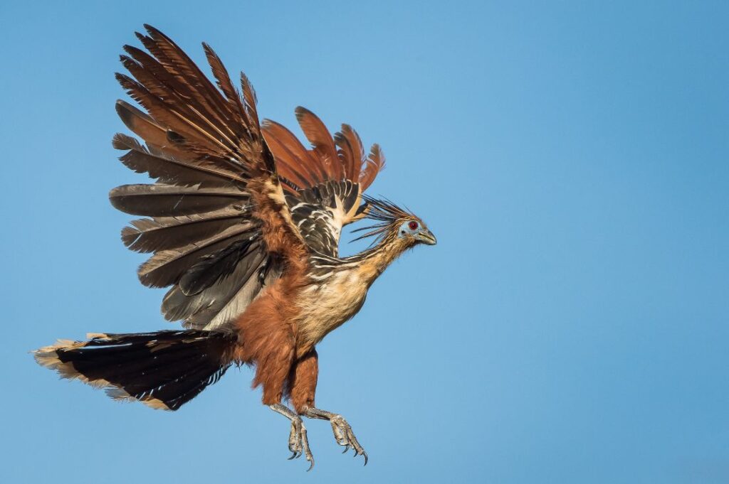 Een vliegende hoatzin