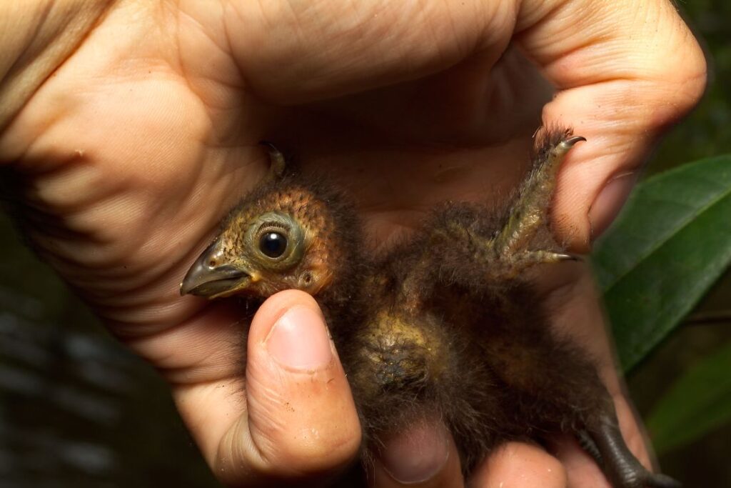 Een jonge hoatzin met klauwen aan zijn vleugels