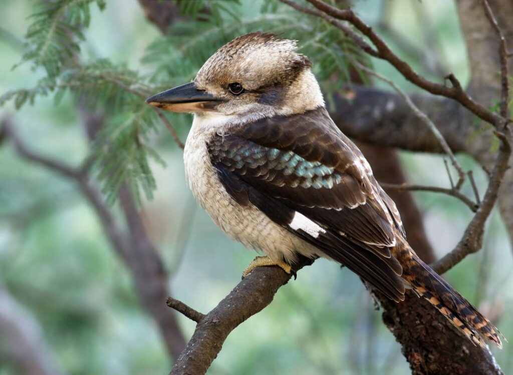 Een kookaburra.