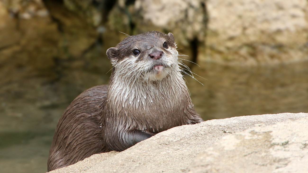 Splash is een kleinklauwotter, net als deze otter