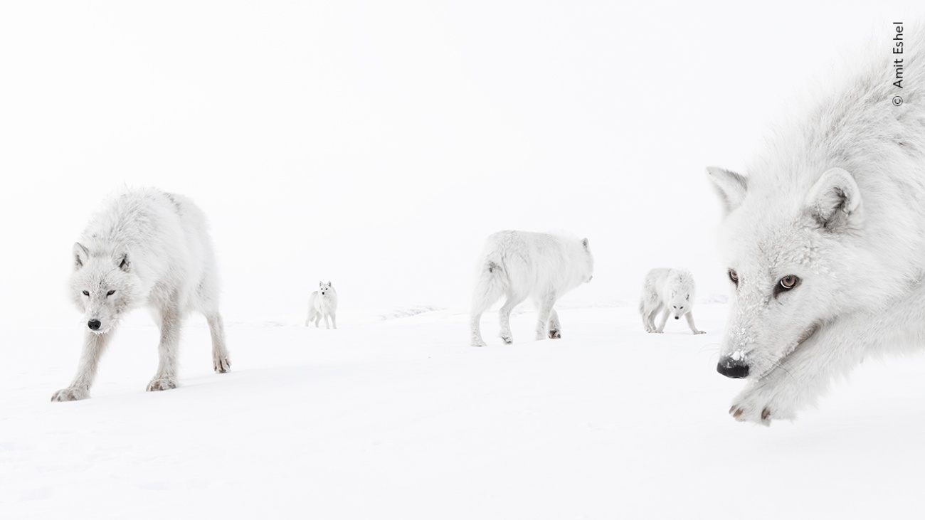 Foto van poolwolven bij Wildlife Photographer of the Year