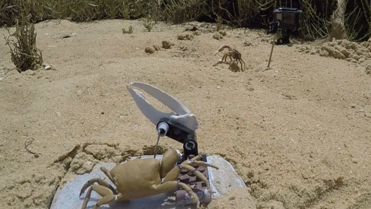 Robotkrab Wavy Dave en een echt mannetje zwaaien met hun schaar