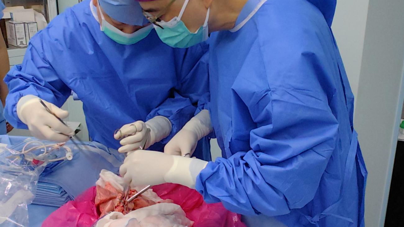 Chirurgen breiden de varkenslong voor op de transplantatie.