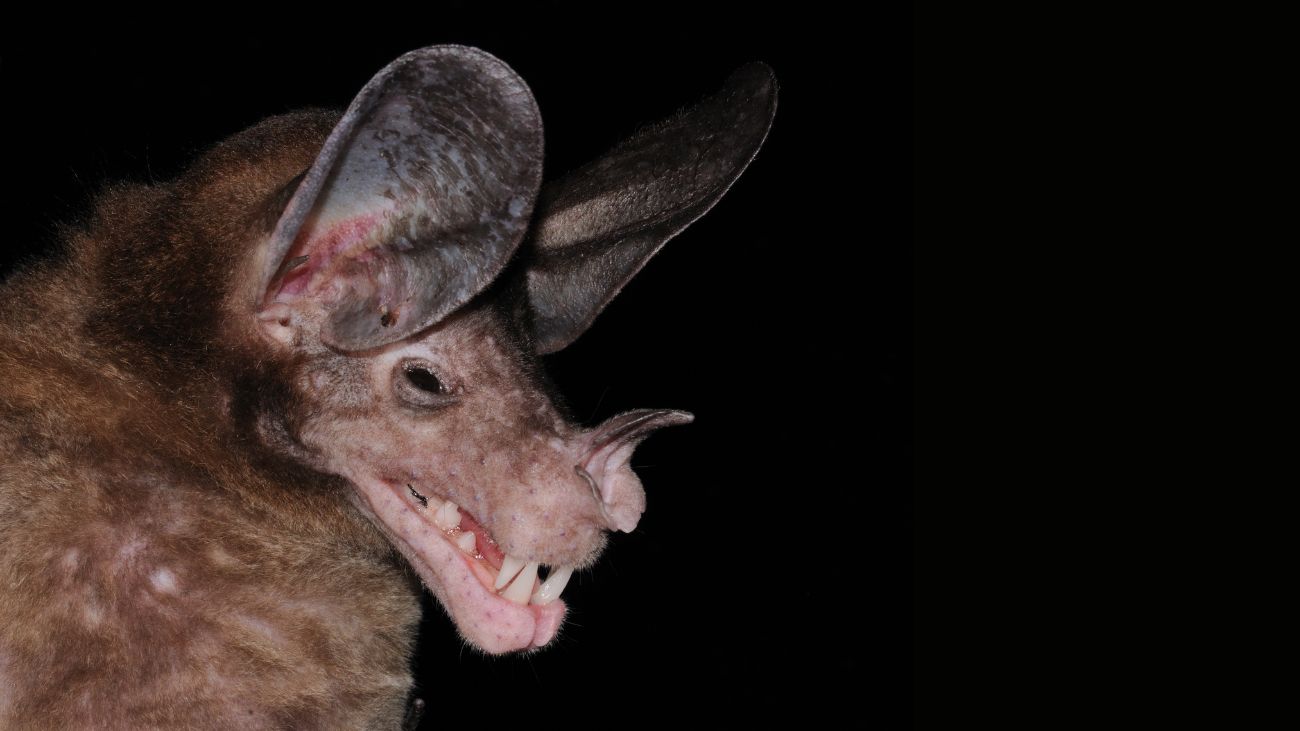 vleermuis grote onechte vampier