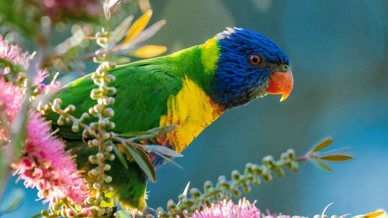 Vogel, Lori van de Blauwe Bergen