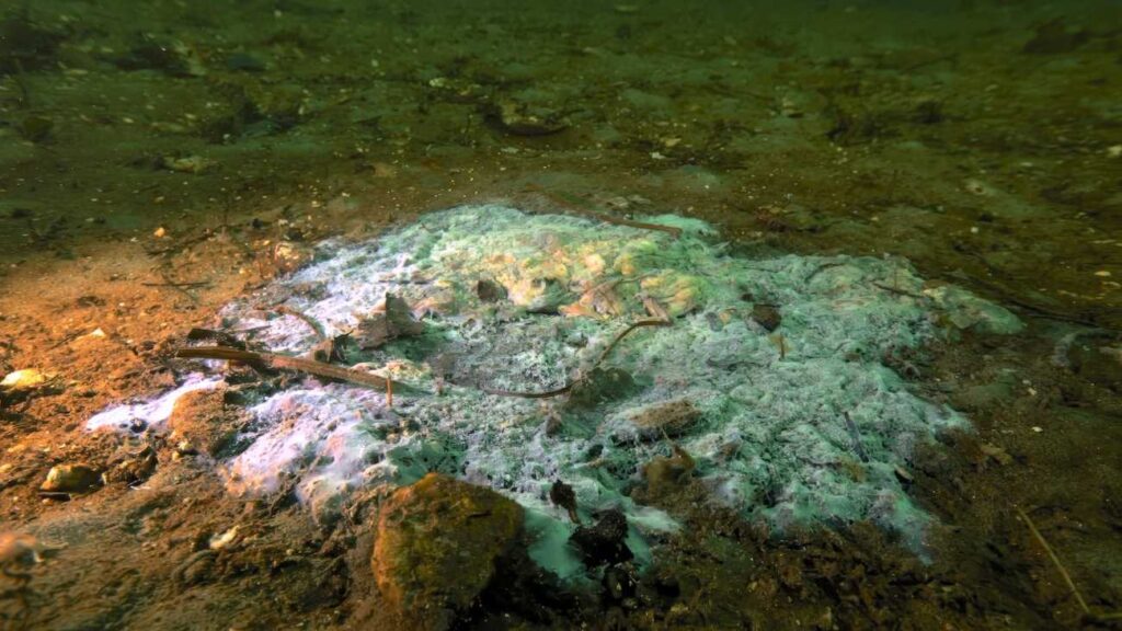 Een zonnebloemster die volledig is 'gesmolten' door de sea star wasting disease