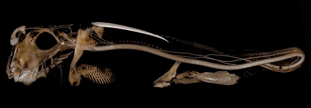 Een CT-scan van een gevlekte draakvis.