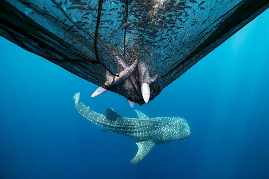 Dode haaien in een visnet met ansjovissen en een walvishaai eronder