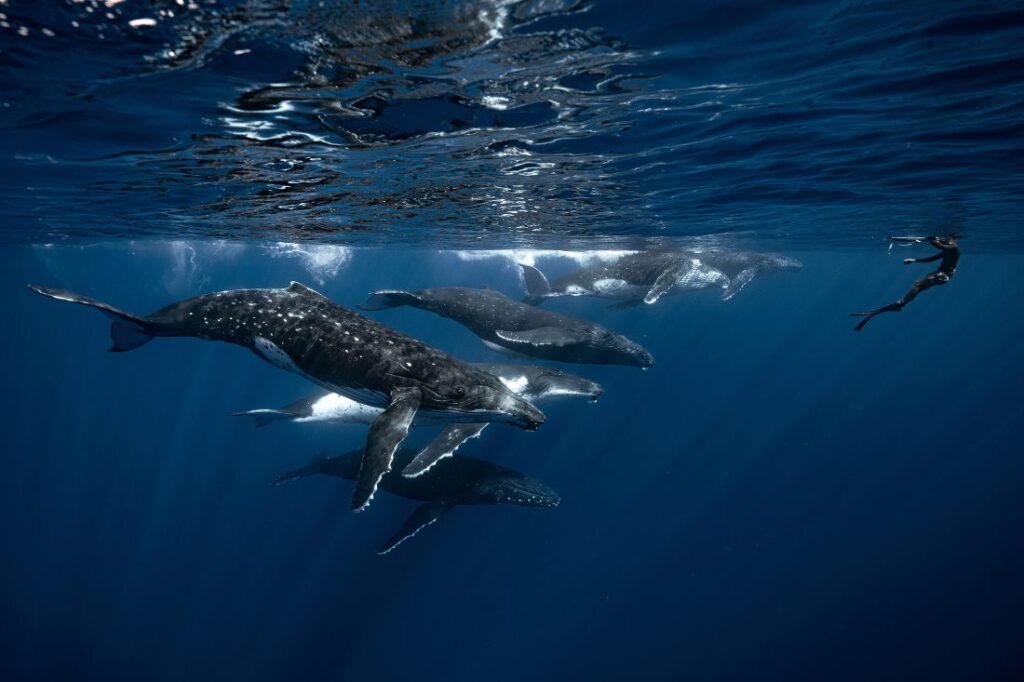 Duiker in oceaan met een groep bultruggen