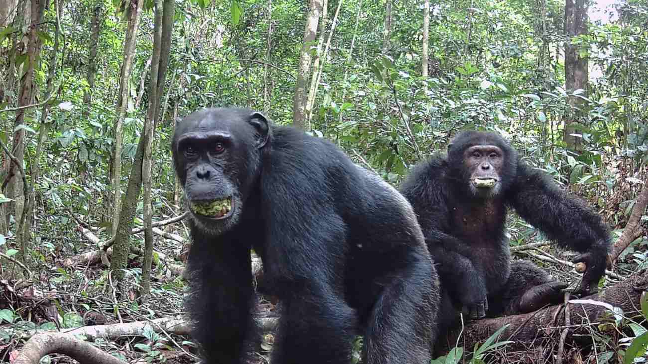 Twee chimpansees met fruit in hun mond.