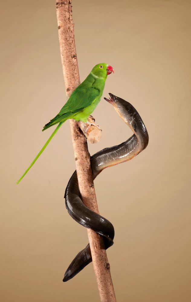 Een paling en een parkiet