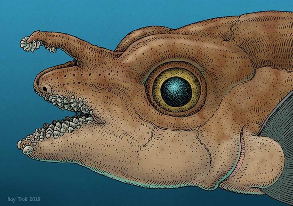 Reconstructie van de prehistorische vis Helodus simplex