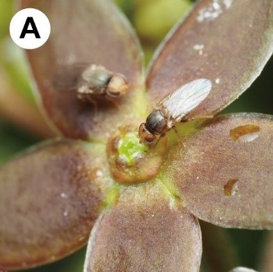 Helmvliegen op een bloem van Vincetoxicum nakaianum