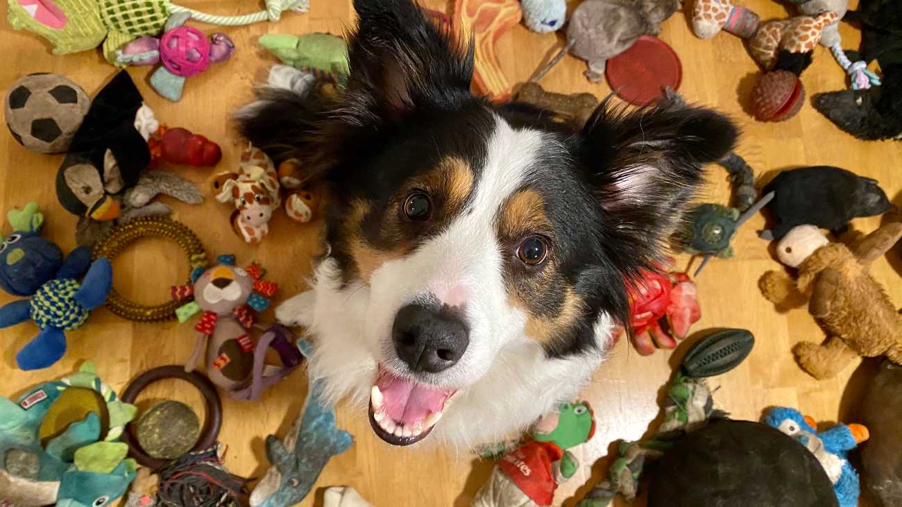 hond met speeltjes