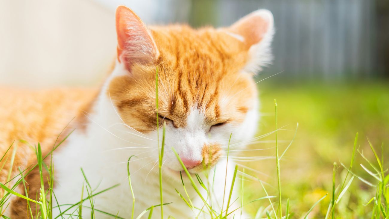 oranje kat eet gras