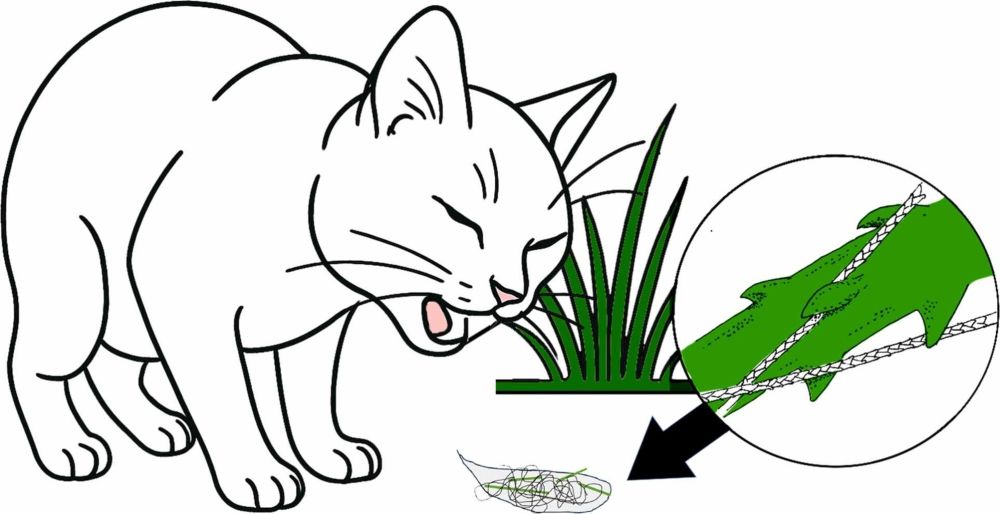 infographic van grasspriet die haren vangt