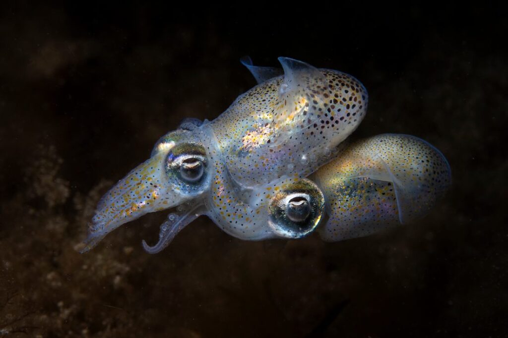 Twee parende inktvissen