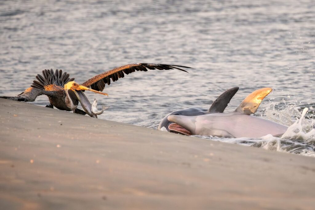 dolfijnen, vis en pelikaan op het strand