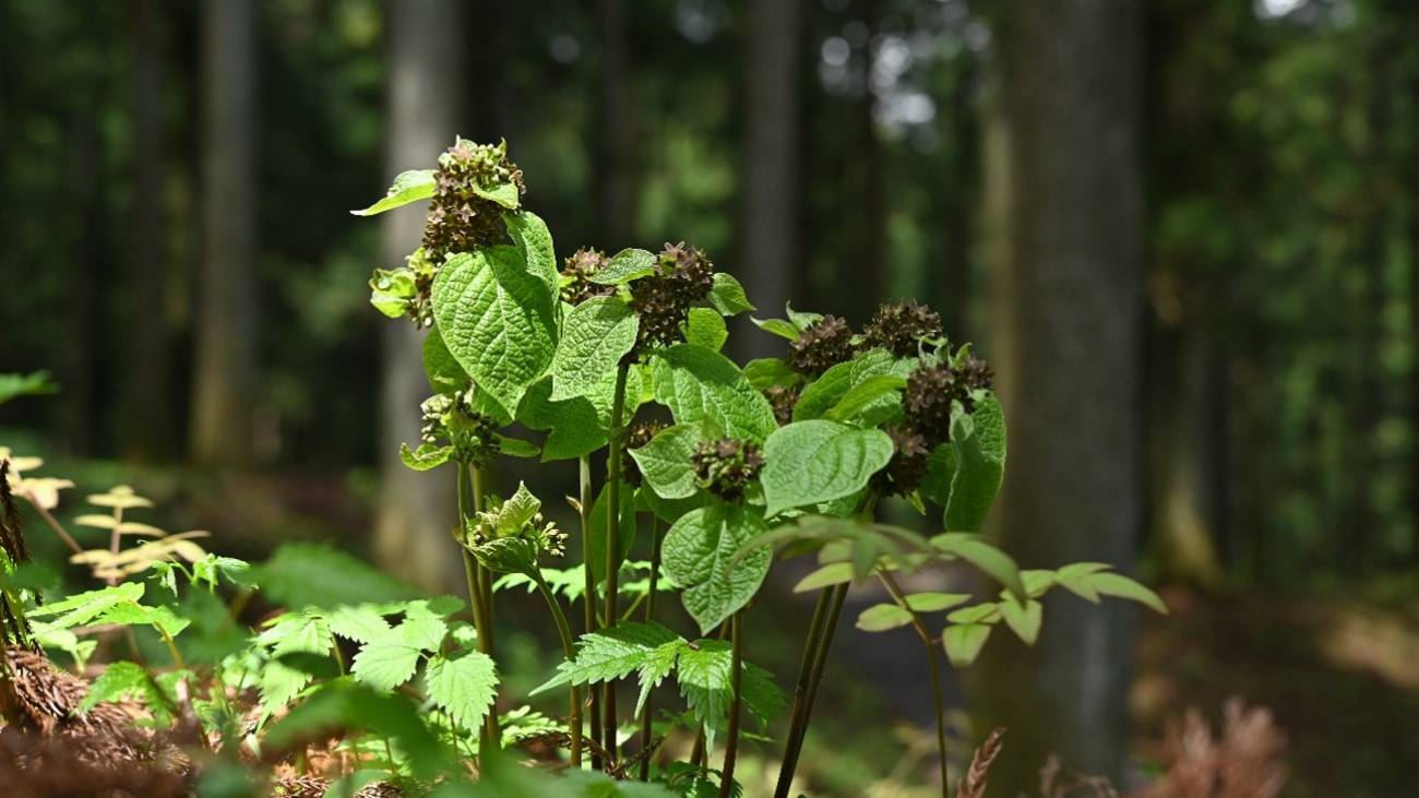 de plant met bloemen die ruiken naar gewonde mieren