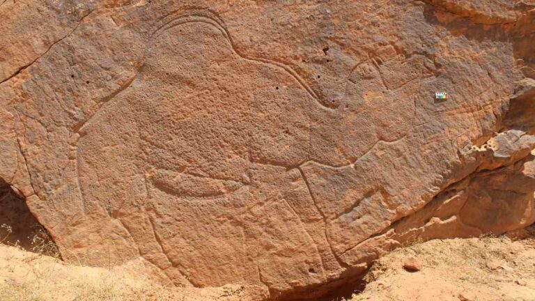 rotskunst van kameel