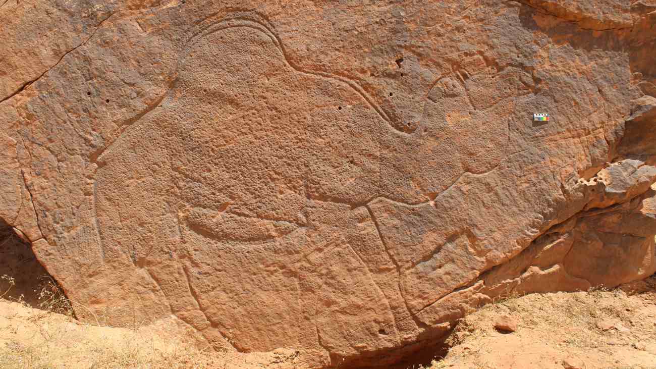 rotskunst van kameel