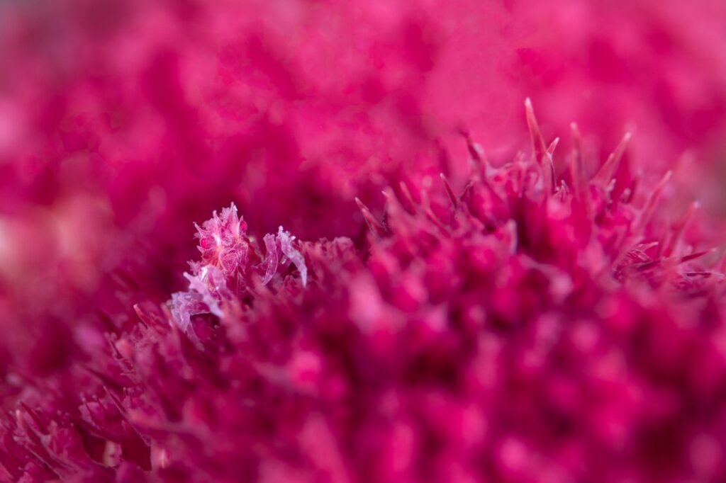 Roze snoepkrab op roze koraal