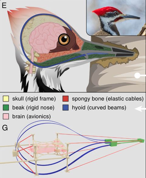 Opbouw van spechtenkop en drone