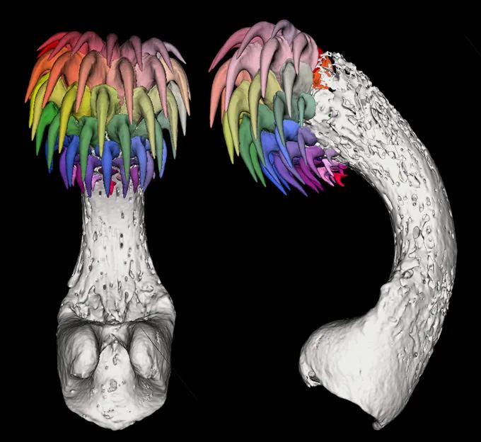 Een 3D-scan van een tenaculum van een gevlekte draakvis.