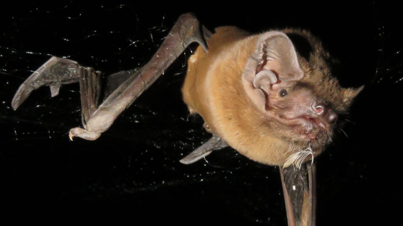 grote rosse vleermuis