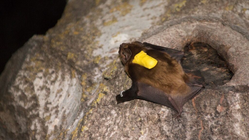 Vleermuis met een rugzakje vol apparatuur