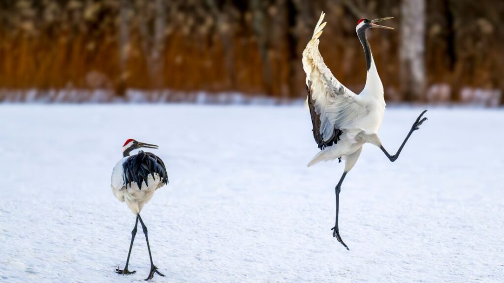 Twee Chinese kraanvogels in Kushiro-shitsugen National Park in Japan, een van de finalisten bij Comedy Wildlife Awards
