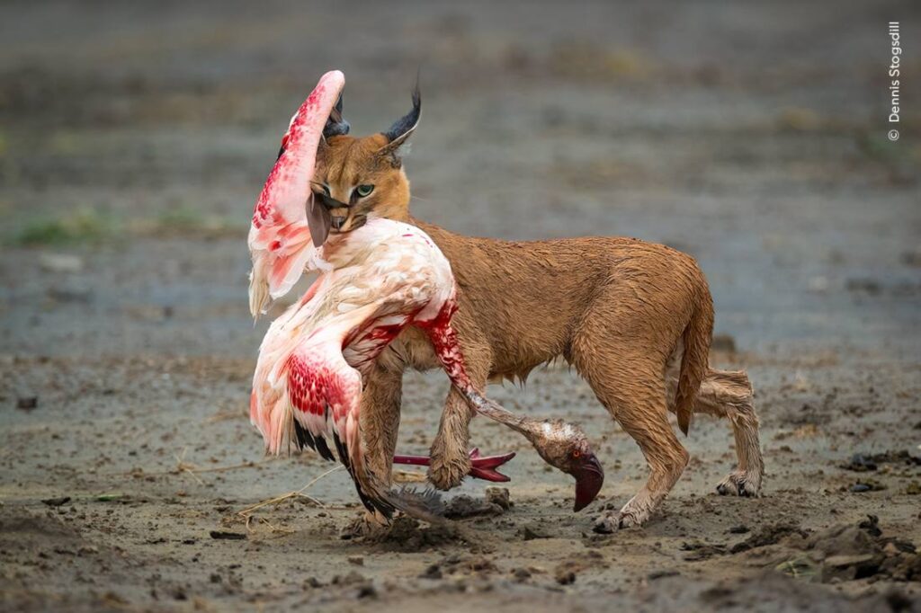 Een caracal met een flamingo in zijn bek, een van de winnaars bij Wildelife Photographer of the Year 2025